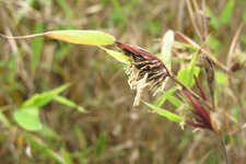 Bambus Blüte 20130524.jpg