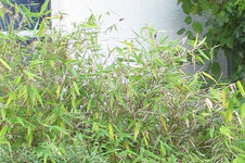 Bambus BöE 20101008.jpg