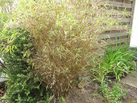 Bambus BöE 20130524.jpg