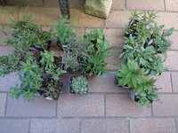 DSC01426.JPG