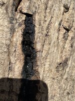 IMG_0177.jpeg