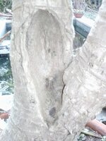 Yucca elephantipes.jpg