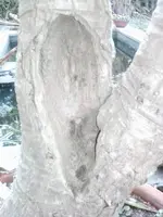 Yucca elephantipes.webp