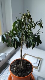 IMG_20250408_075555.jpg