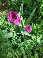 IMG_20250408_124014.webp