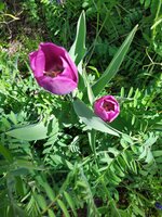 IMG_20250408_124014.jpg