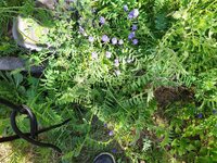 IMG_20250408_124021_1.jpg