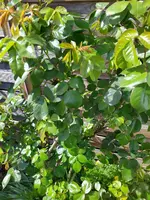 IMG_20250408_124231.webp