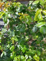 IMG_20250408_124231.jpg