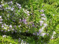 IMG_20250408_124342_1.jpg