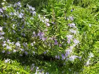 IMG_20250408_124342_1.webp