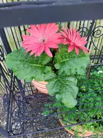 IMG_20250408_124711_1.webp