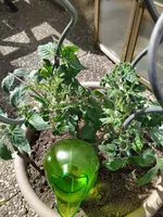 IMG_20250408_124601_1.webp