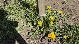 IMG_3903.jpeg