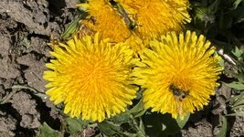 IMG_3906.jpeg