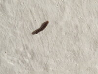 IMG_1375.JPG