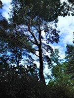 IMG_20200910_124453.jpg