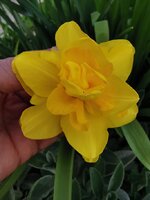 IMG_20250408_170702.jpg