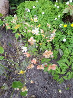20250407_124539.jpg