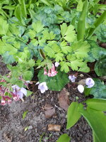 20250407_124559.jpg
