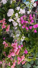 PXL_20250410_094332269.jpg