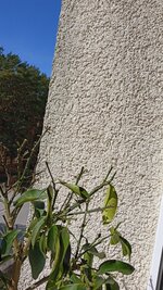 IMG_20250410_133049.jpg