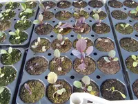 Kohl 10.04 (2).webp