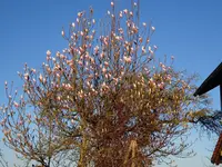 DSC03743.webp