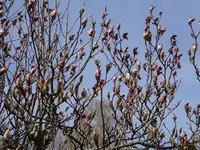 DSC03746.webp