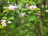 IMG_20250410_133029_1.jpg