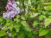 IMG_20250410_132943_1.jpg