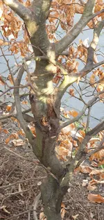 20250410_182511.webp