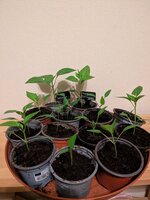 PXL_20250410_184940337.jpg