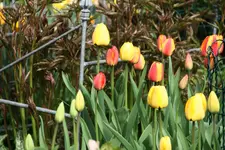 Tulpen0117.webp