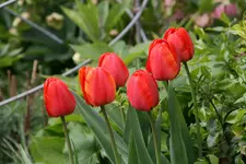 Tulpen0317.webp