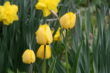 Tulpen0517.JPG