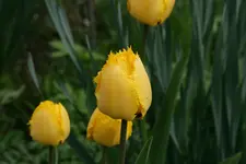 Tulpen0717.webp
