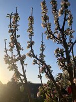 Apfel1.jpg