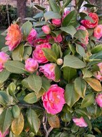 Blüte1.jpg