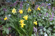 April      0425.webp