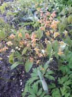 20250412_184033.webp