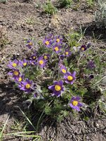 IMG_0241.JPEG