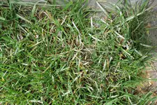 Mehltau im Rasen 20230521.webp