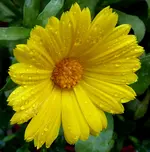 027.webp