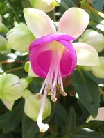 010.webp