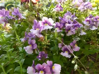 P1070610.webp