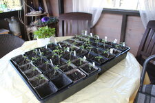 April   0225 JPG.JPG