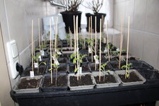 April   0325 JPG.JPG
