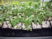 Tomaten 14.04 (1).webp
