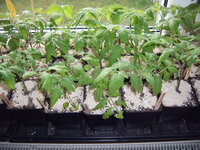 Tomaten 14.04 (1).JPG